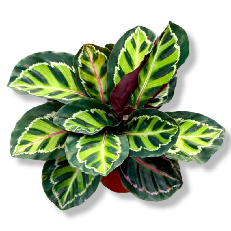 Calathea Linden Import /Tanaman Hias Calathea Linden size remaja Calatea Linden Tanaman Hias Indoor 
