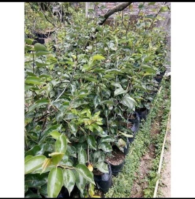 Bibit PEAR Hijau Cepat Berbuah