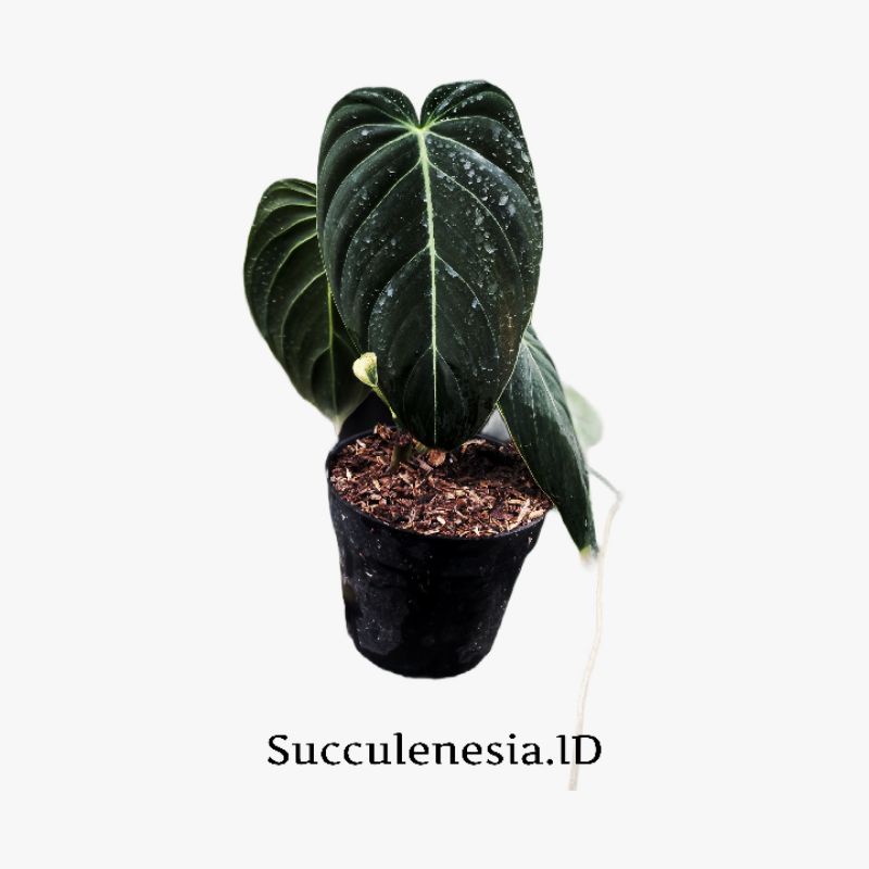 Philodendron melanochrysum Narrow (Succulenesia.ID)