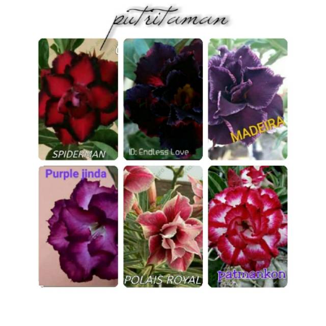 

Paket 6 Bibit bunga kamboja adenium ( HOKI OFFICE STORE )