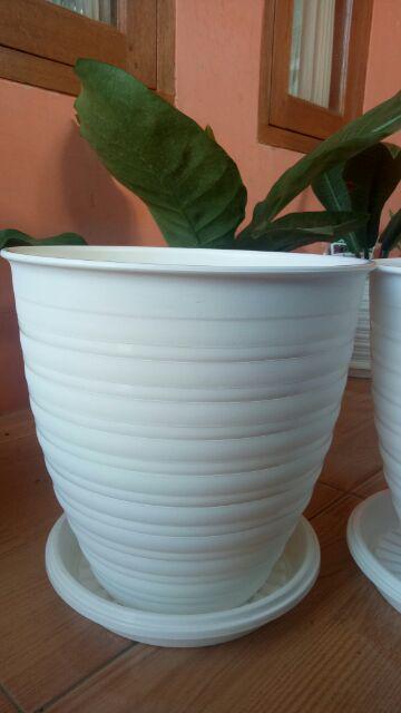 Pot Bunga Tanaman Tawon Putih Tinggi 24cm - Pirus Asli