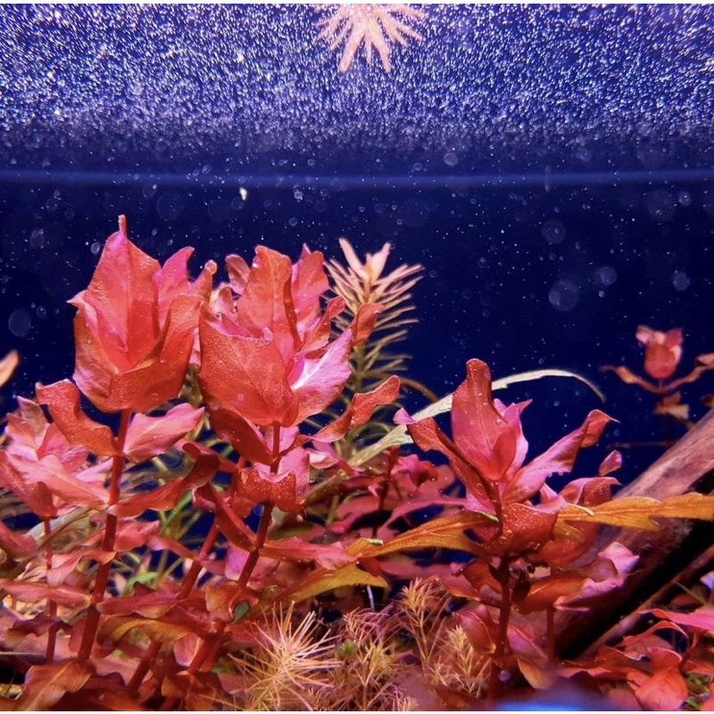 Rotala Macandra sp Tiger ( tanaman aquascape )