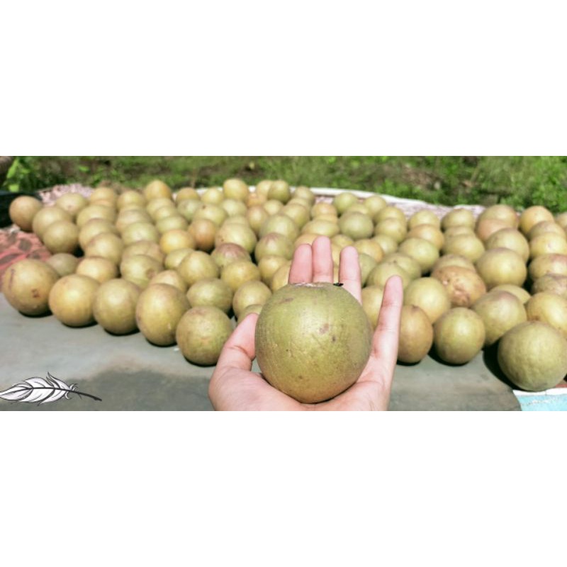 

Sawo segar dan Manis