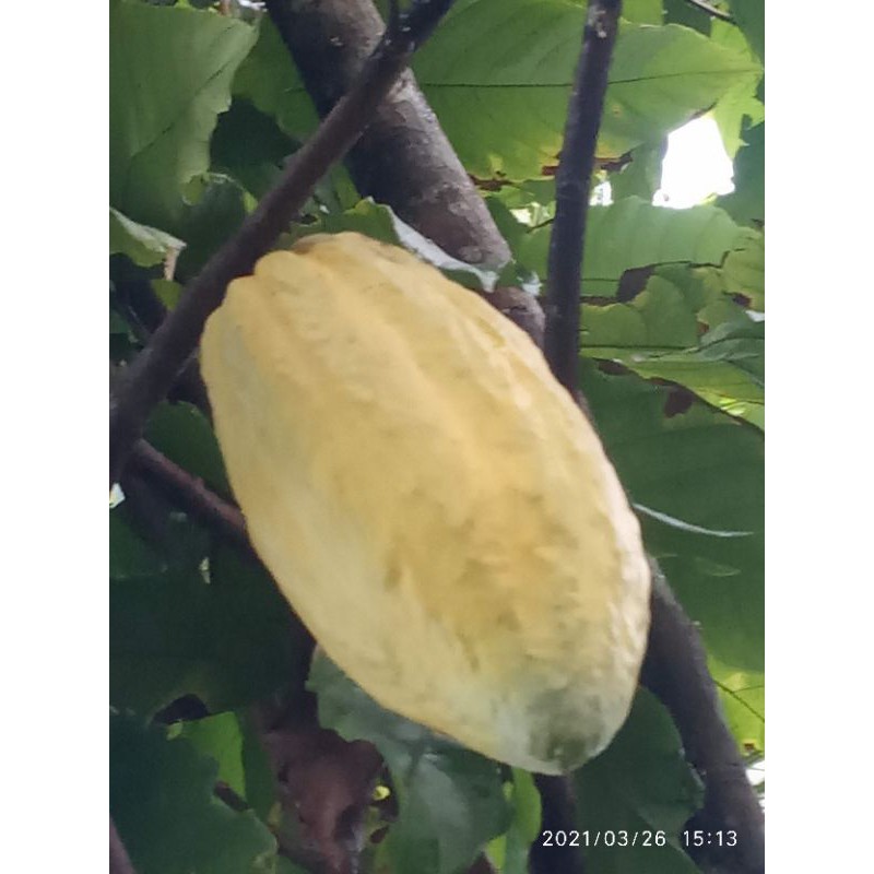 

buah kakao/kakau fresh 1000gr