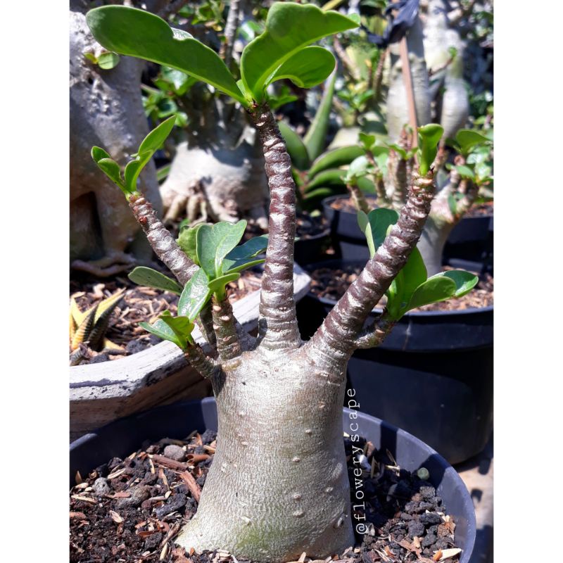 adenium godji