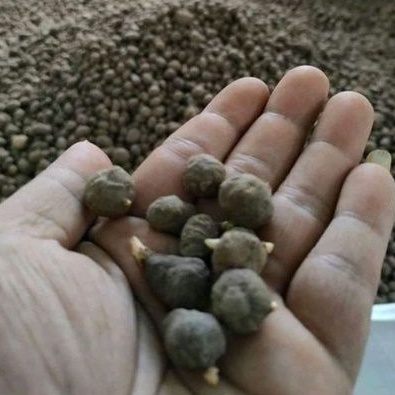 Biji Katak Porang murah berkualitas - benih katak - bibit porang - katak tunas