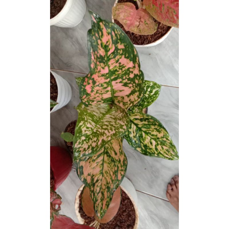 aglonema ruby compakta indukan