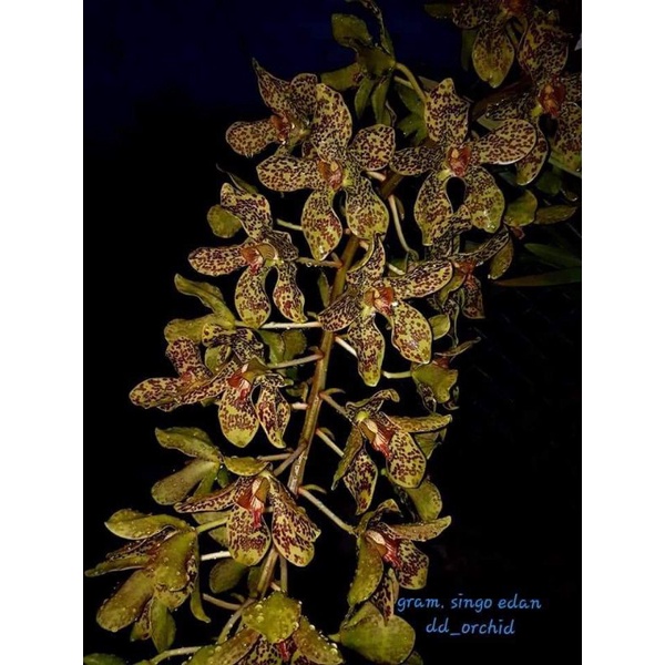 Grammatophyllum Singo Edan