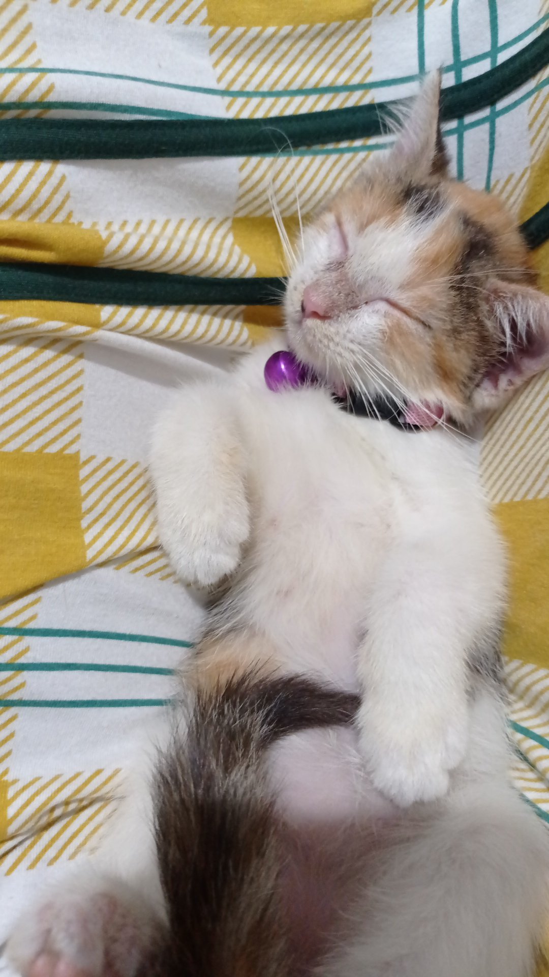 Kotak Serba Guna / Persona Case 004