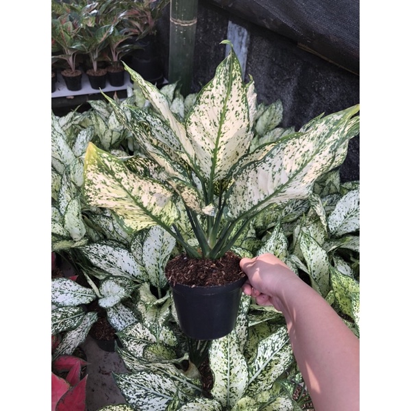 Aglaonema Snow White