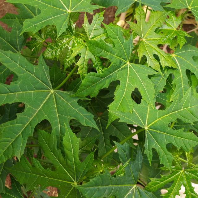 

(TERMURAH) DAUN PEPAYA JEPANG SEGAR PERTANGKAI Rp. 300