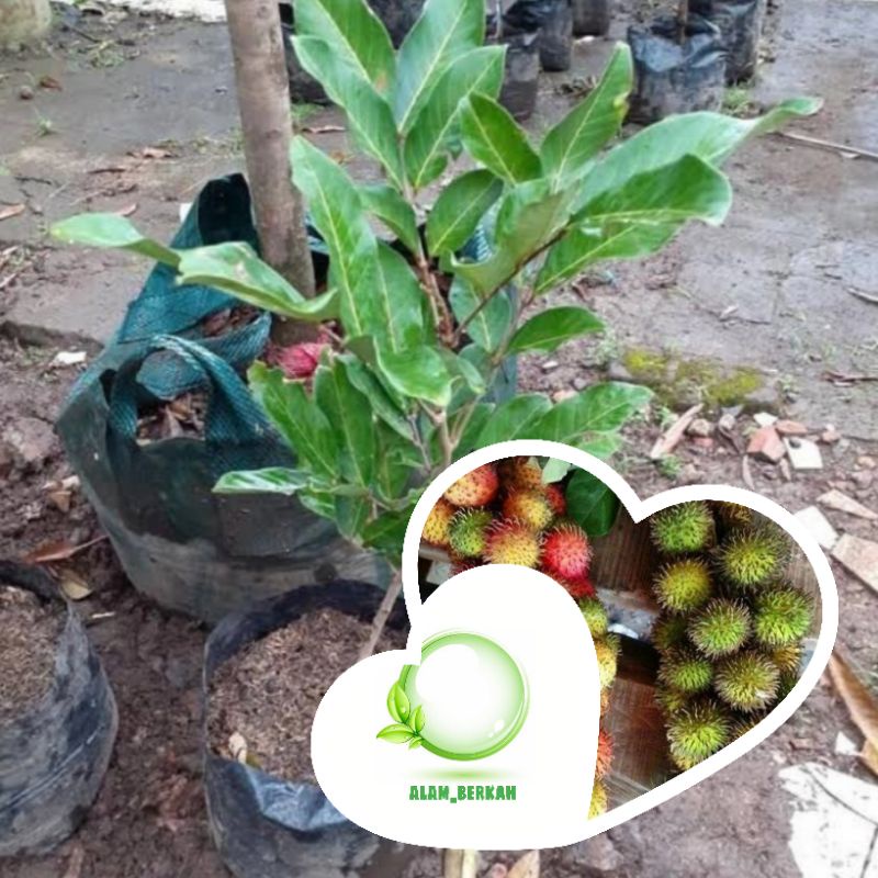 Bibit pohon buah rambutan rapiah/tanaman rambutan rapiah