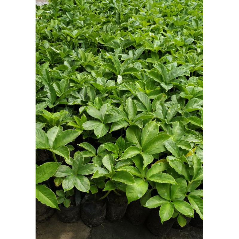 bibit porang tinggi 8 - 14 cm