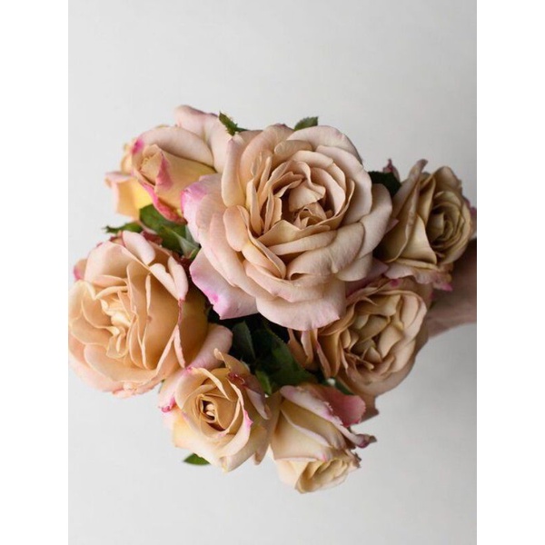 Mawar Import HONEY DIJON - Mawar Coklat - mawar import murah