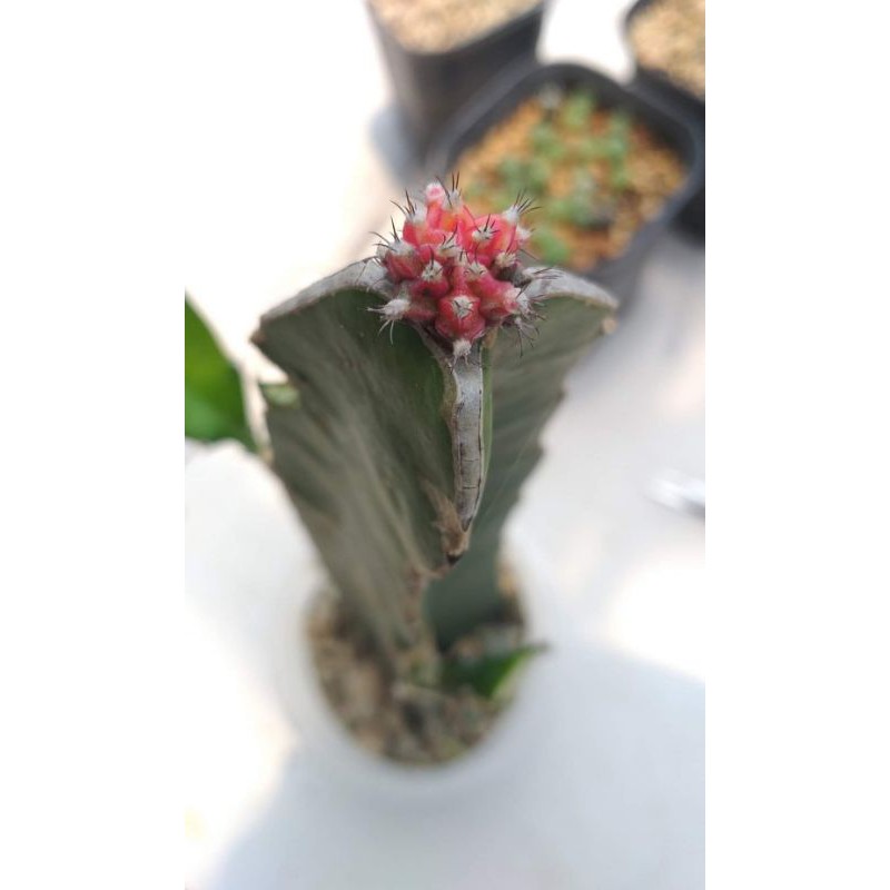 kaktus gymno miha var thailand premium cactus