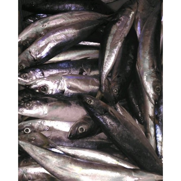 

Ikan Layang Jumbo Segar 1000 Gram