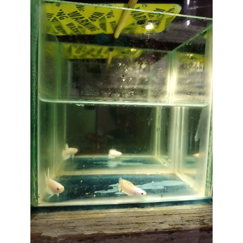 ikan hias/ ikan cupang blue rim big colour  termurah line thailand
