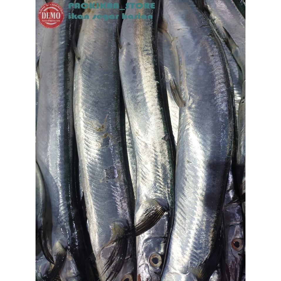 

Ikan Parang 1Kg Ikan Segar Hasil Laut Segar