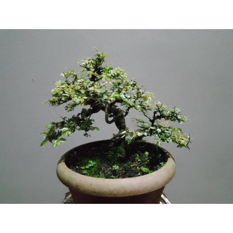 bonsai ulmus mame super mikro fariegata garis pot dan lumut hidup