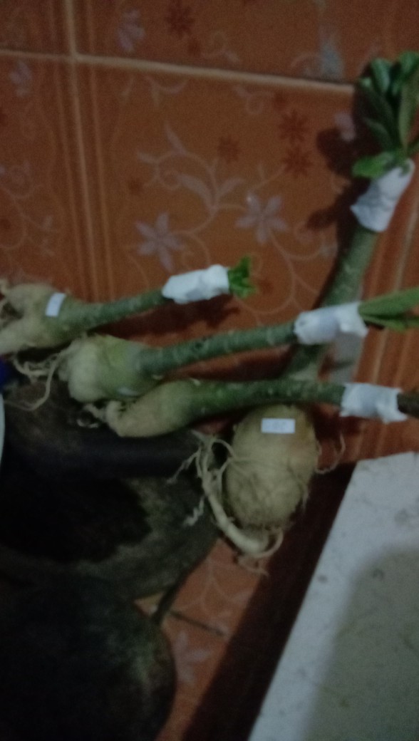 Bibit Bunga Kamboja Jepang Terbaru