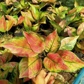 Aglonema HengHeng Dewasa
