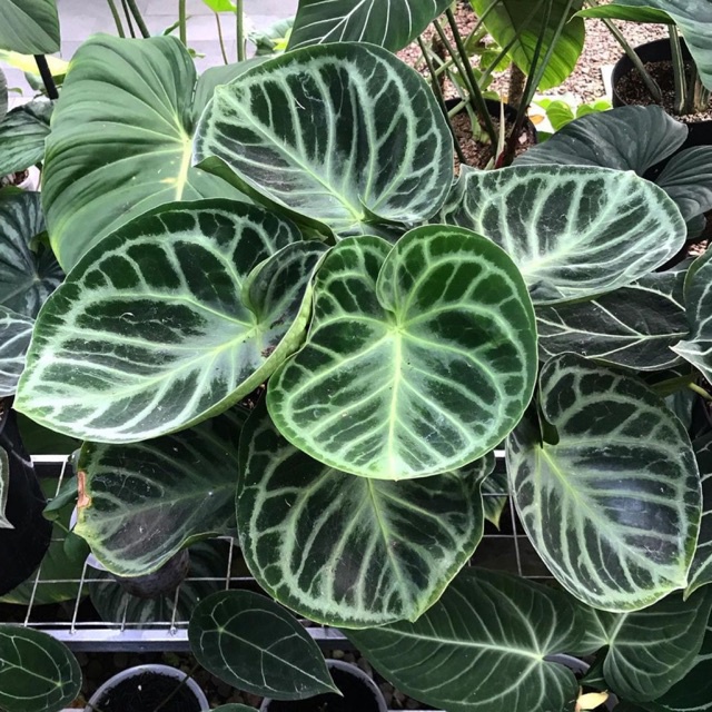 KUPING GAJAH MANGKOK - KUPING GAJAH DORAYAKI HYBRID - ANTHURIUM MANGKOK - ANTURIUM DORYAKI HYBRID - 