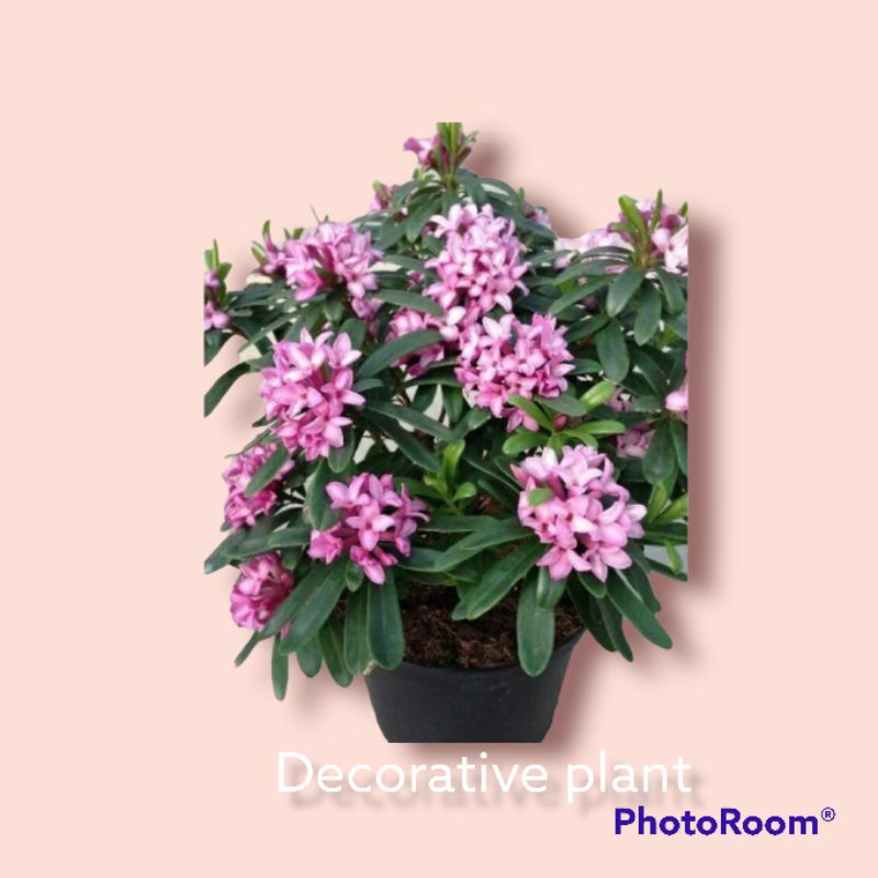 Bunga asoka ungu beli 10 gratis 1