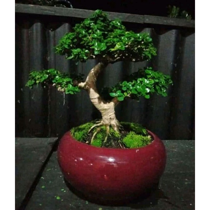 bahan bonsai sancang hidup semalll 25k