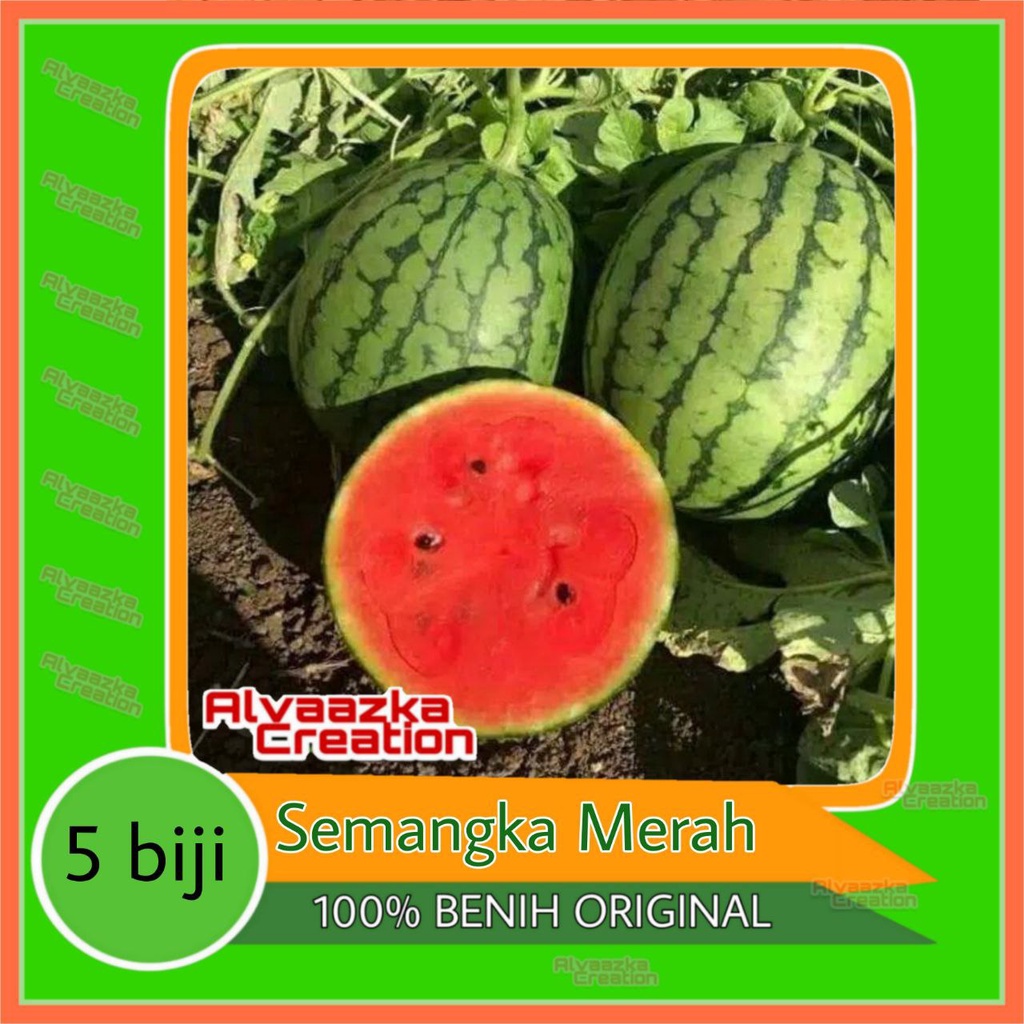 5 Bibit Semangka Merah Jumbo Bulat F1 Made Manis Gede Benih Buah Unggul Bintang Asia Tanaman Super