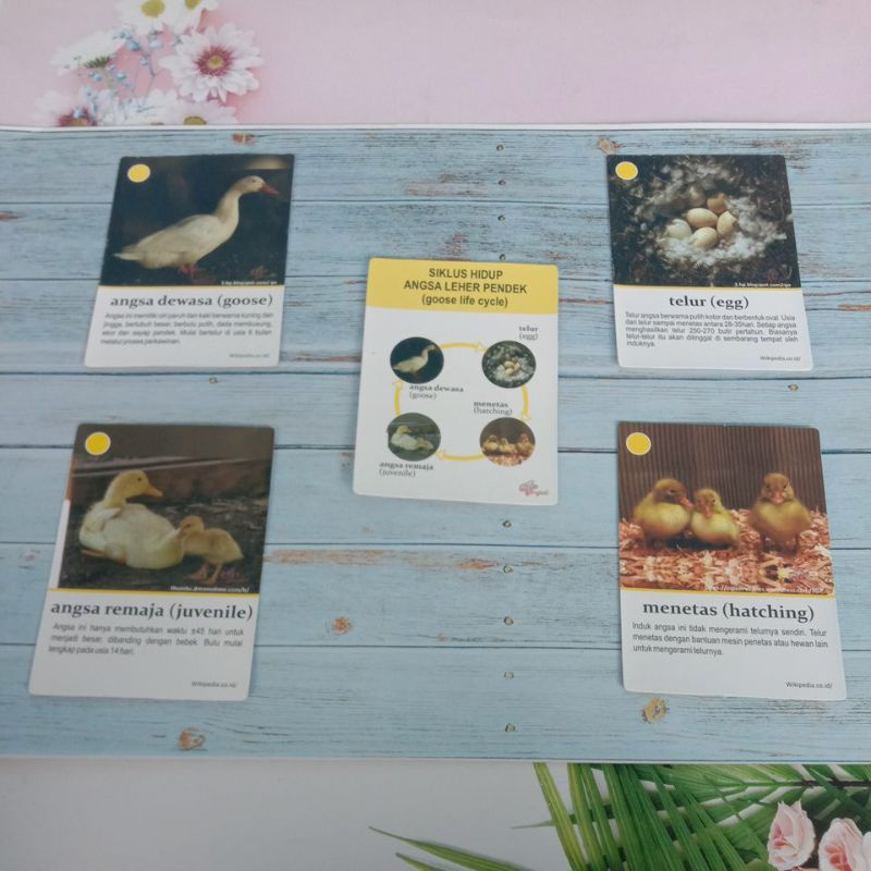 Kartu Siklus Hidup life cycle card Hewan Angsa