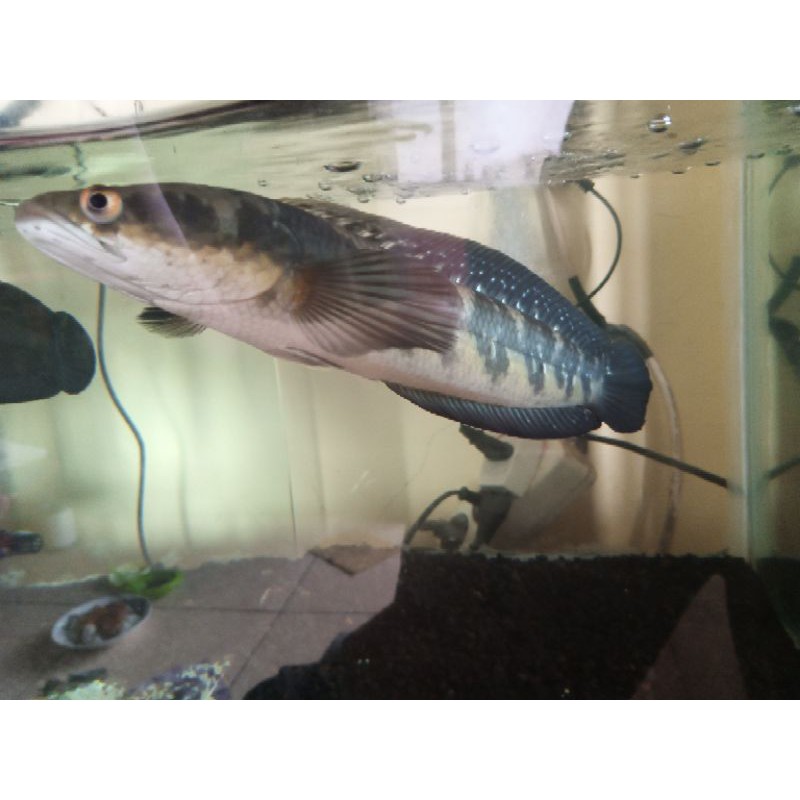 Ikan Channa maru yellow Sentarum Borneo