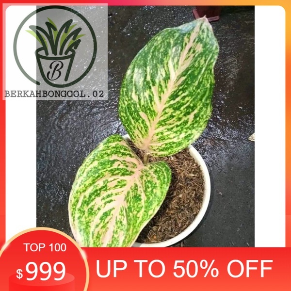 promo aglonema bidadari anakan 1/2 daun