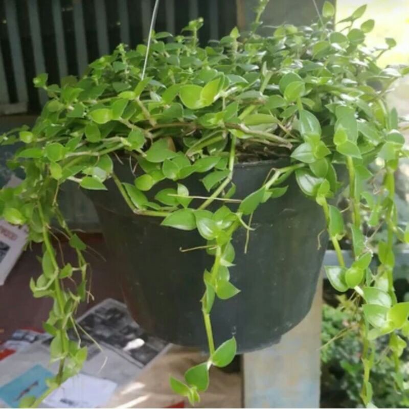 Tanaman Gantung Air Mata janda