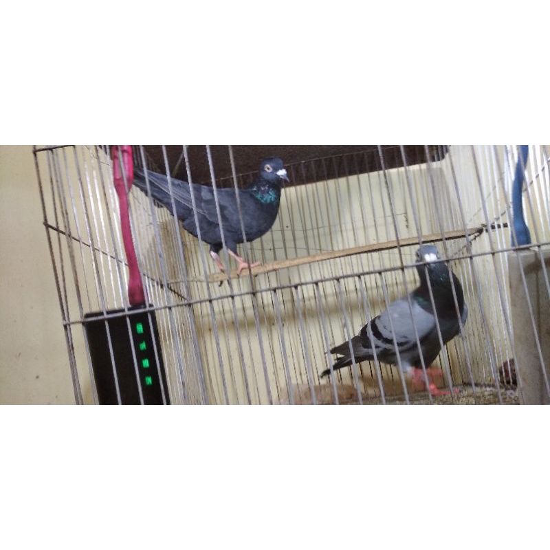 merpati pos sepasang