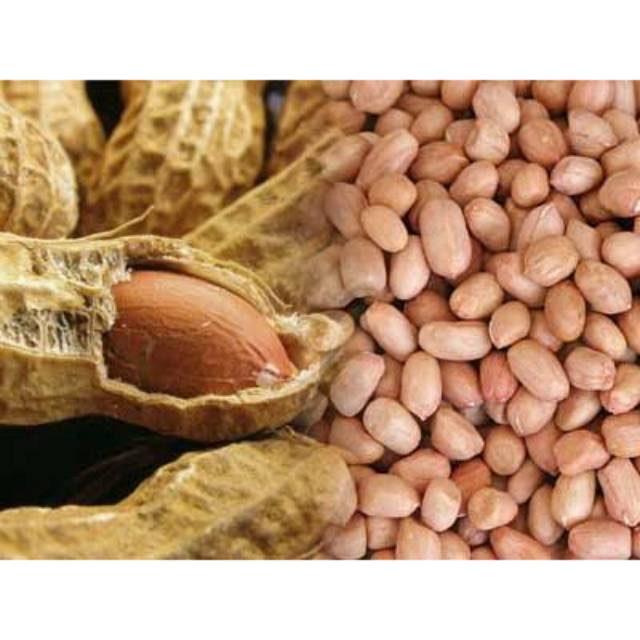 

KACANG SAMBAL - KACANG MENTAH