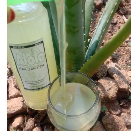 LIDAH BUAYA CAIR-GEL LIDAH BUAYA-TIDAK DIBLENDER