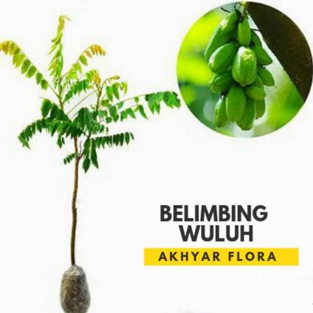 TERPERCAYAA Bibit Belimbing Wuluh Tanaman Buah Belimbing Wuluh Bibit Belimbing YEES