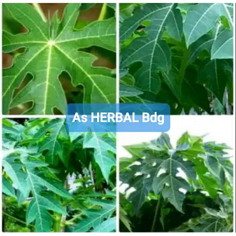 

Daun Pepaya Segar 300 gram / daun pohon pepaya-az