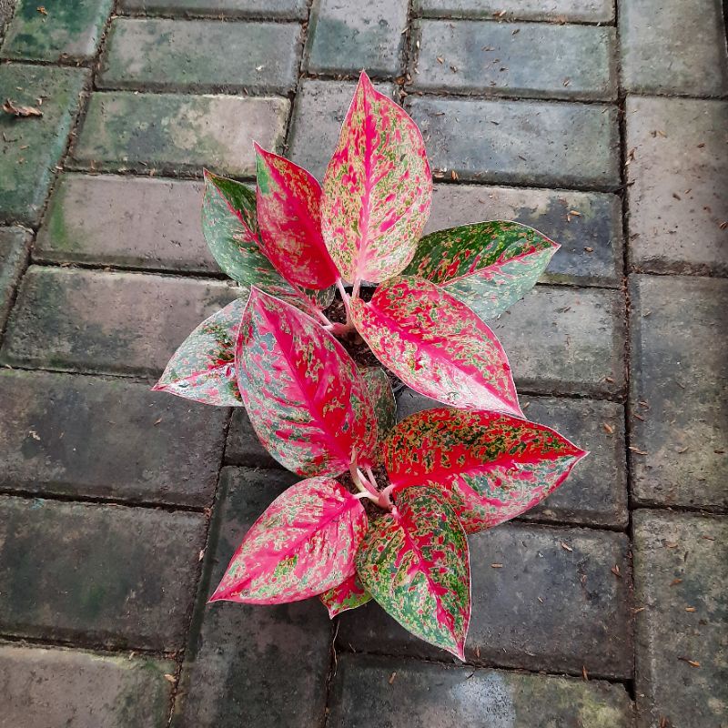 Aglonema Red Stardust Tanaman Hias Bunga Aglaonema Murah stardus stardas Merah BUKAN bonggol bibit