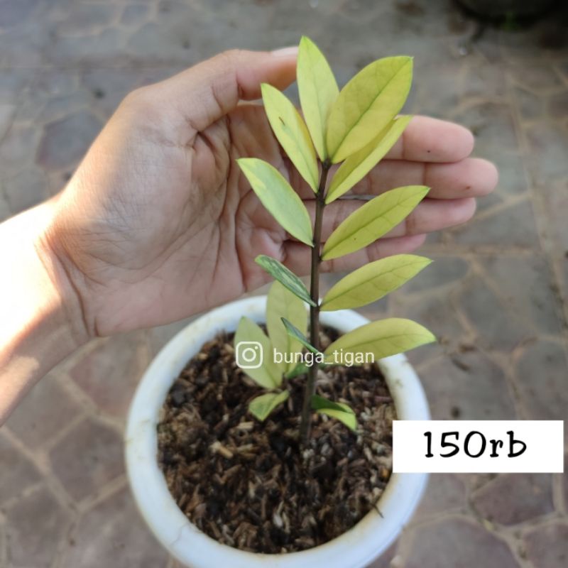 Zamia Variegata ZZ plant