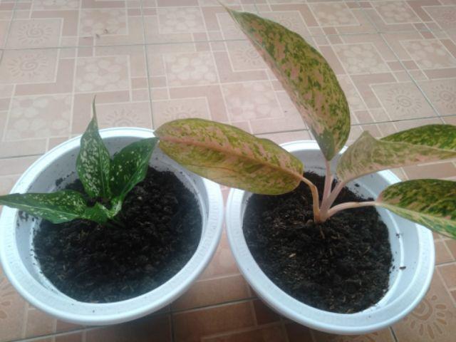 Jual Tanaman Aglonema Snowhite Dengan Harga Yang Pastinya Terjangkau Melayani Partai Maupun Ecer