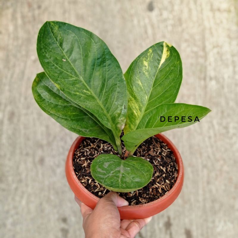 Anthurium jemani mangkok VARIGATA remaja real pict