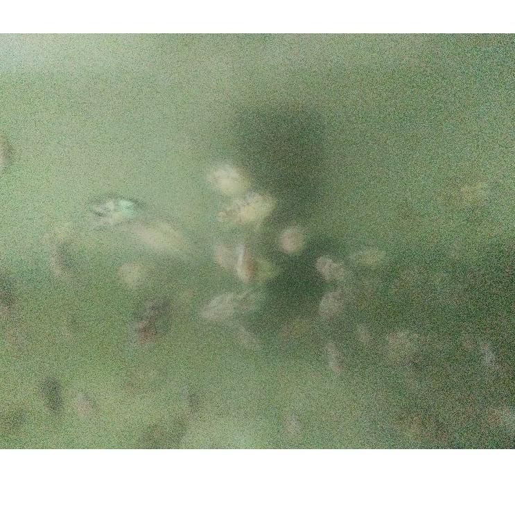 

IFVY BURAYAK IKAN (EBJD) BLUE JACK 1-2CM zkgu285