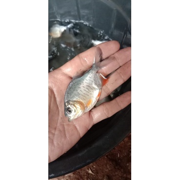 bibit ikan bawal