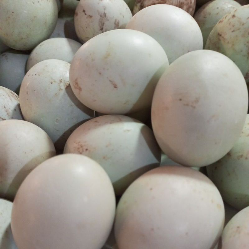 

Telur Bebek Merah Omega 3