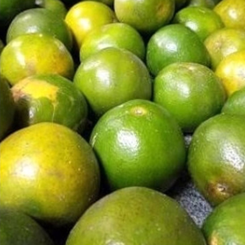 Jeruk Siam Peras Semboro Jember MANIS