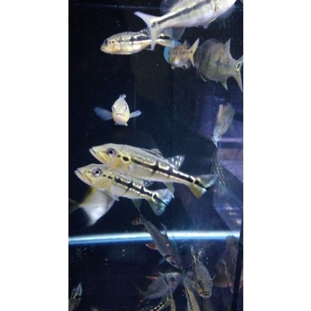 Pbass Pinima pure 17-18cm