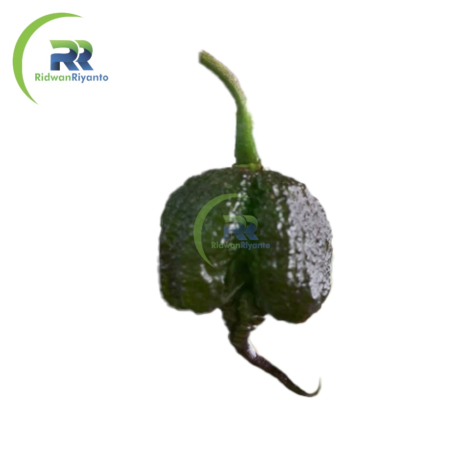 BIJI Benih Cabai CAROLINA REAPER PURPLE Cabe Terpedas Nomor 1 di Dunia Versi Guinness World Record