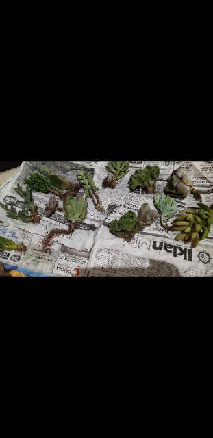 Paket Tanaman Hias Sukulen Sekulen Medium Random