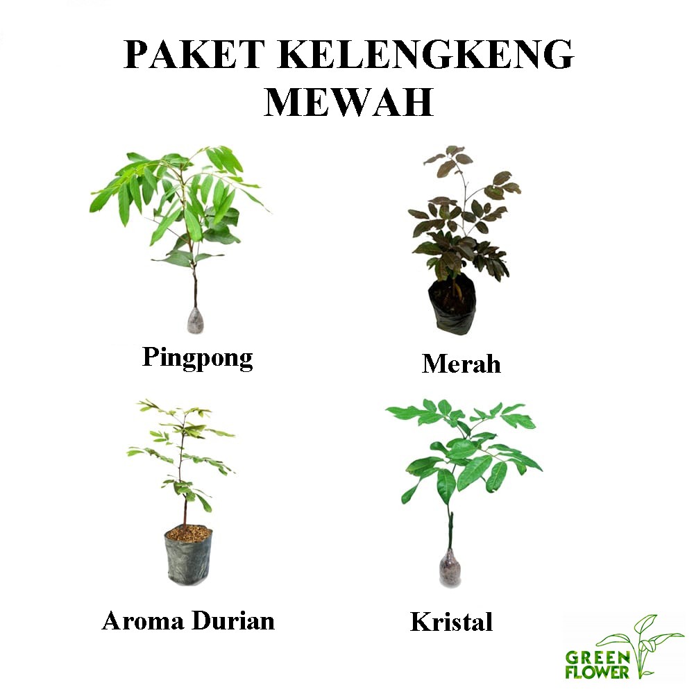 paket bibit buah kelengkeng mewah isi 4 jenis